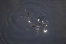 По тёмной воде / http://ru.wikipedia.org/wiki/Водомерки