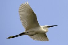 Полет белой цапли / (лат. Egretta garzetta) — среднего размера болотная птица семейства цаплевых