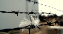 Свобода и заточение / Перо характеризует свободу,колючая проволока-заточение.