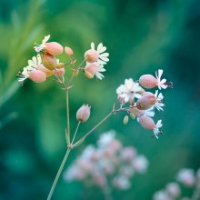 Floral Miniature / Floral Miniature