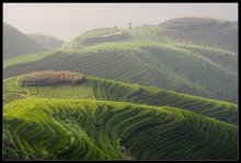 Плюшевая земля (1).... / раннее утро на рисовых террасах Китая...
100 процентная влажность...