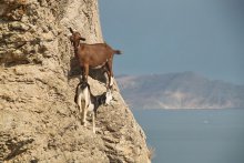 Крымские козы / Крымские козы