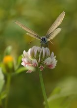 &nbsp; / Бабочка