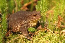 Серая жаба / Серая жаба