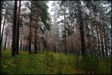 В сосновом лесу / Осень,утро,туман,сосновый лес.