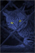 Ночной дозор / кошка