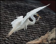 Улов / Большая белая цапля (Ardea alba)
Engl. Great white egret, White heron, Common egret