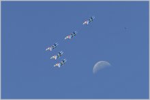 "Руские Витязи" / Авиашоу на гидроавиасалоне 2012, Геленджик.