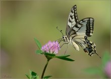 Махаон / Махао́н(лат. Papilio machaon) — дневная бабочка из семейства парусников или кавалеров (лат. Papilionidae)