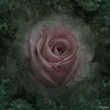 Пробуждение розы / Роза
