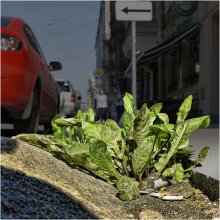 Сила жизни / неприхотливость жизни растений в городской среде