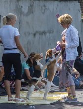 На выставке собак / Собаки