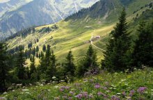Альпийскими тропами / Альпы солнце цветущие травы ели
