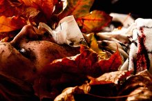 autumn leaves/MP: Autumn / Любишь осенние листики?