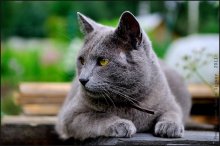 Серый кот / Ленинградская обл., лето