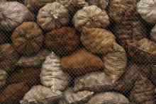 Яблоки - тренд этой осени / ***************