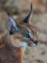 Felis caracal / Felis caracal