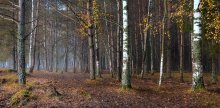 Осень / Редкие березки в сосновом лесу