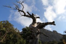 Деревья Крыма / В горах Крыма деревья и на камнях растут