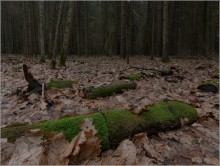 Вечерний лес / Закат дня в лесу, довольно таки интересное чувство