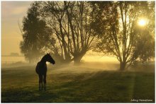 Golden light. / A foggy autumn morning...