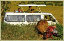 И где обещанные львы??? / Снимок сделан в национальном парке Маасай Мара в Кении в сентябре 2012 года.