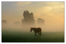 Good morning. / A horse in the morning...
