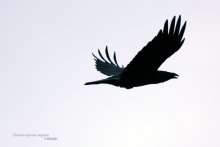 Полет черного ворона / Черный ворон в полете. Большая грациозная птица.