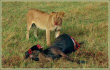 Трофей охотницы / Снимок сделан в сентябре 2012 года в национальном парке Масай Мара в Кении.