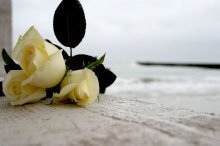 &nbsp; / 2012, море, одесса, осень, отдых, путешествия, роза, розы, украина, черное море