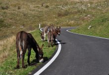 ослики по дороге на Монте Бальдо / Италия, Монте Бальдо