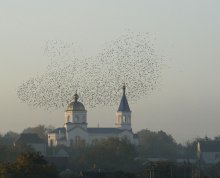 Прощальный круг. / Птицы ощущают приближения холода и голодной зимы и улетают в теплые края за
тысячи километров,чтобы весной возвратится домой.