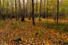 Вот такая золотая осень / В осеннем парке