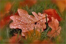 Мокрый лист, осенний / вся роса натуральная