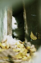Кошка / Котенок спрятался, дрожит от страха