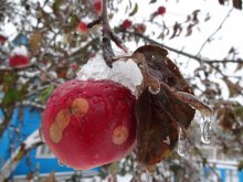Холодно / Яблоко в саду