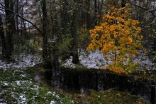 Черный ручей / Еще в разгаре золотая осень, а уже выпал первый снег