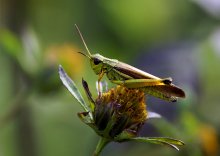 &nbsp; / Кузнечик