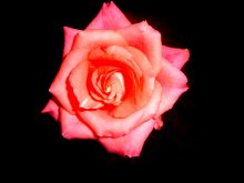 Розовая роза / ...