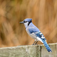 ~ Blue Jay ~ / The Blue Jay (Cyanocitta cristata) is a passerine bird in the family Corvidae, native to North America