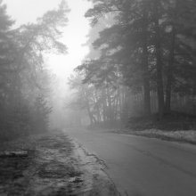 Туман / туман в лесу