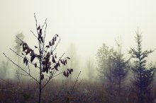 В тумане / ***