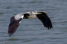 Над водной гладью / ***