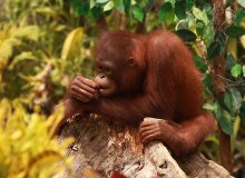Орангутанг / Снимок из зоопарка острова Бали