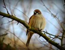 "Буревестник" / Последние лучи солнца, через минуту после этого началась снежная буря и пришла зима ....