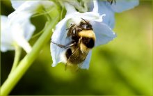 bumblebee / ***