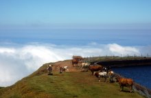 Заоблачные коровы / Снимок сделан на о.Мадейра на высоте 1800 метров уже над уровнем облаков.