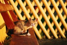 котик / ***