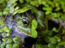 В мире животных. / ***