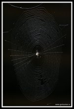 Паутина / ***